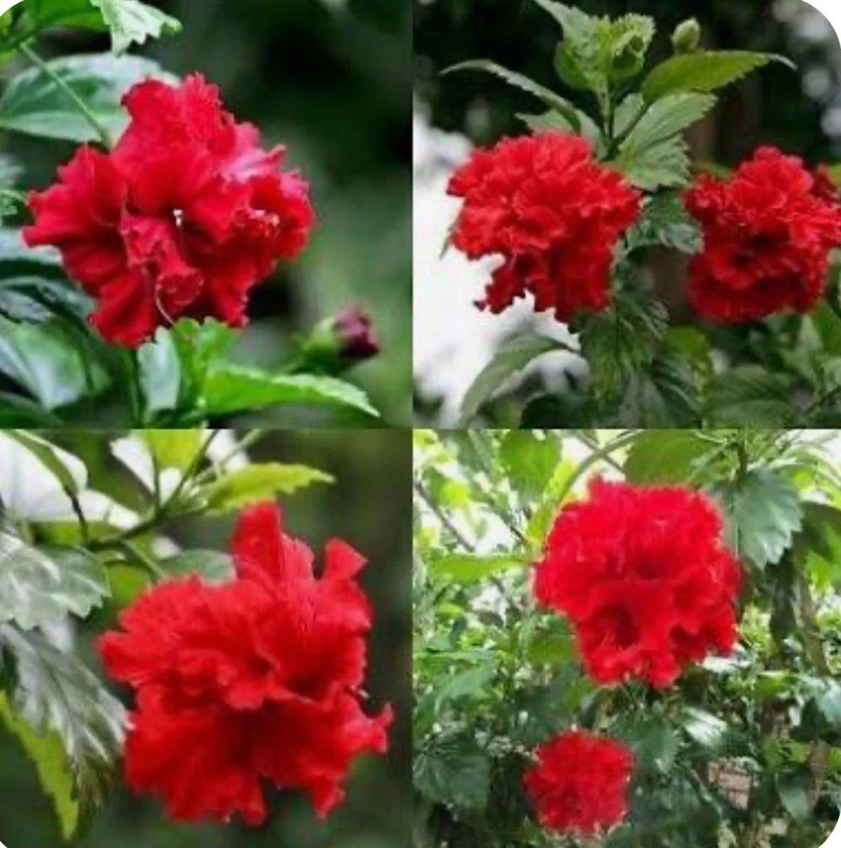 Red Dragon Hibiscus Starter Plant - Small Rooted - Hibiscus Rosa-sinensis - Vibrant Tropical Flowering Plant for Gardens