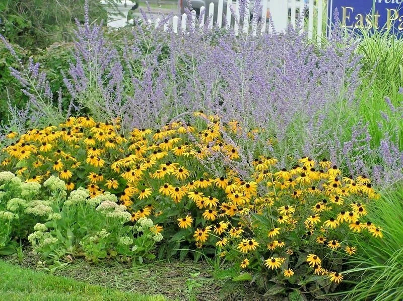 Brown Eyed Susan Seeds - 200+ Perennial Wildflower - Rudbeckia hirta - Yellow Blooms for Garden Planting