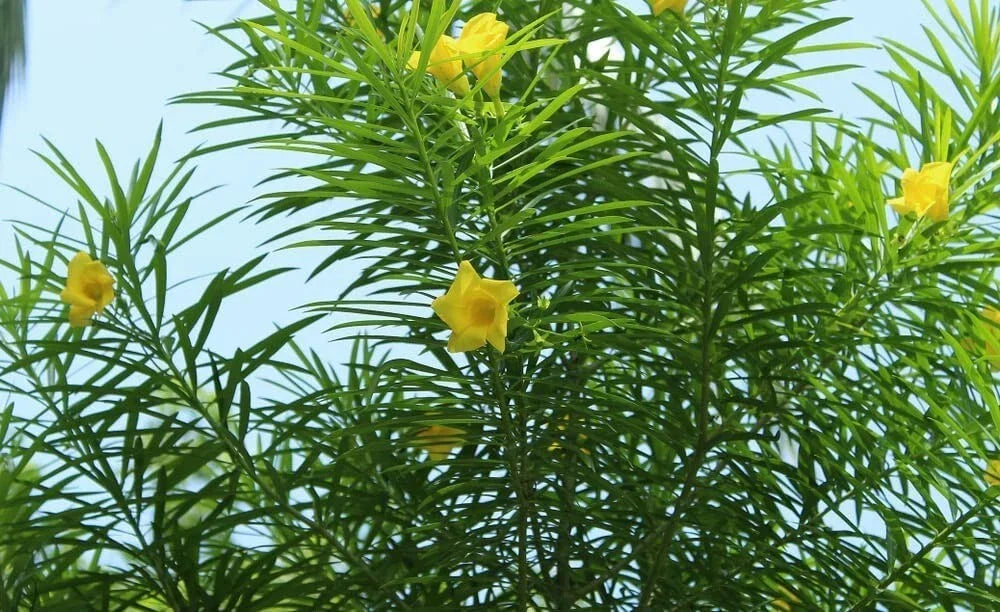 Lucky Nut Bush Seeds - 5 Pack - Thevetia peruviana - Tropical Flowering Plant Seeds for Garden & Landscape