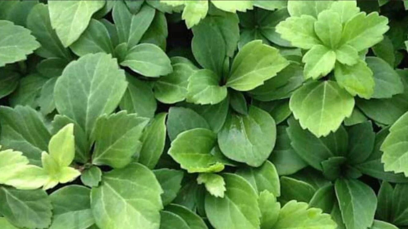 Pachysandra Terminalis 25 Bare Root Plants | Evergreen Ground Cover | Japanese Spurge | Shade Tolerant Perennial