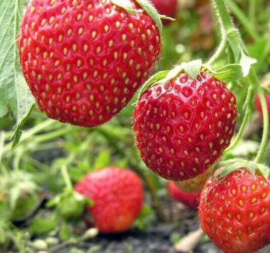 Everbearing Strawberry Seeds - 50 Organic Seeds, Fragaria, Perfect for Home Garden, Berries for Fresh Snacking and Desserts