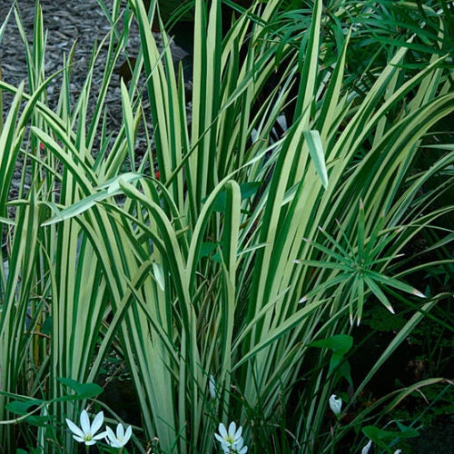 Rooted Live Variegated Sweet Flag Plant - Aquatic Marginal Pond Plant (Acorus calamus) - Winter Hardy, Perfect for Gardens