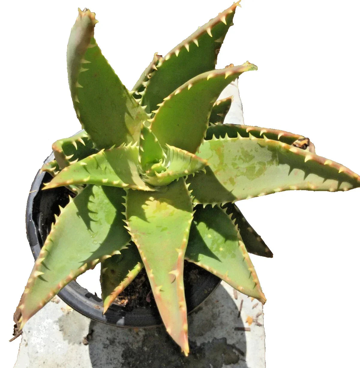 Aloe T-Rex Cactus Plant with Pups - Rooted Succulent - Unique Indoor Decor - Aloe polyphylla - 14" Tall Cacti