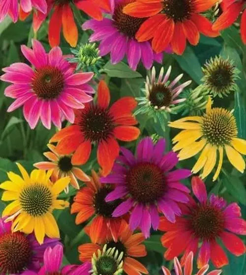 Mixed Coneflower Seeds - Echinacea Variety - Easy to Grow Flowers for Gardens and Pollinators - Echinacea purpurea