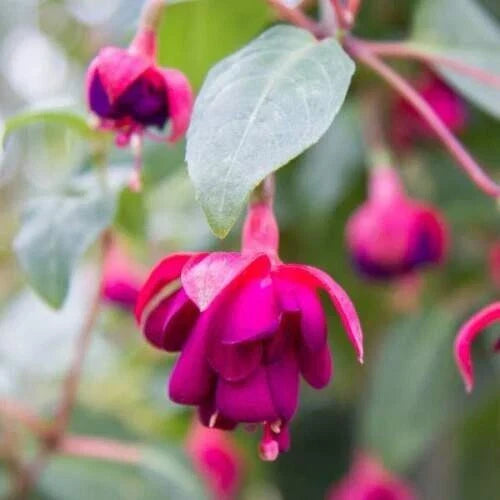 Fuchsia Live Plant 4-6" Dollar Princess Colorful Blooms Fuchsia magellanica - Perfect for Baskets & Containers