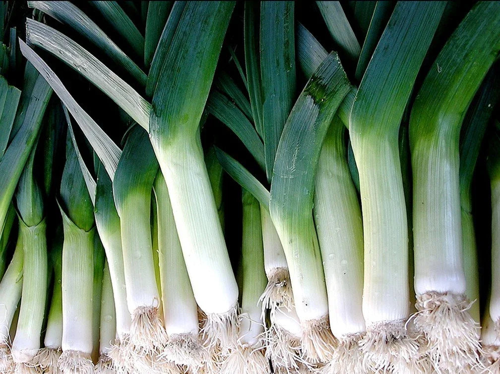 Leek Seeds - Large American Flag Variety - Allium ampeloprasum - Non-GMO Vegetable Seeds for Home Gardening