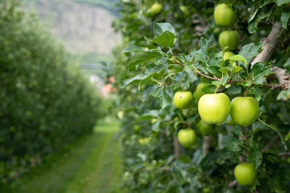 Green Apple Tree Seeds - 30 Seeds - Antonovka Variety - Malus pumila - Self-Pollinating, Crisp Green Apples