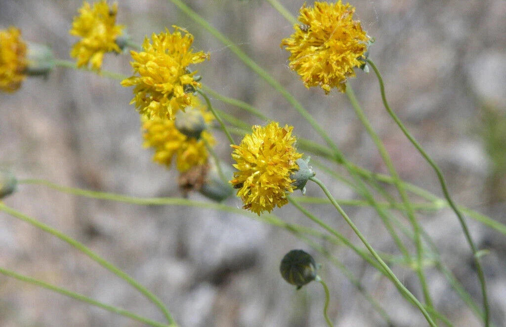 Greenthread Seeds - 58 Pack - Yellow Wildflower - Thelesperma megapotamicum - Easy to Grow, Attracts Pollinators