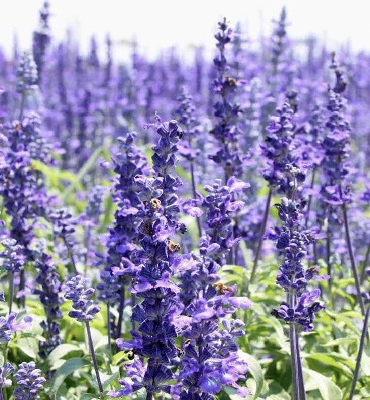 Hyssop Seeds - 800+ Count - Perennial Hummingbird Plant - Hyssopus officinalis - Medicinal, Non-GMO, Aromatic Foliage