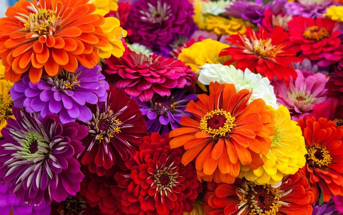 Giant California Zinnia Seeds - 250+ Seeds - Vibrant Mixed Colors - Zinnia elegans - Ideal for Pollinators and Garden Displays