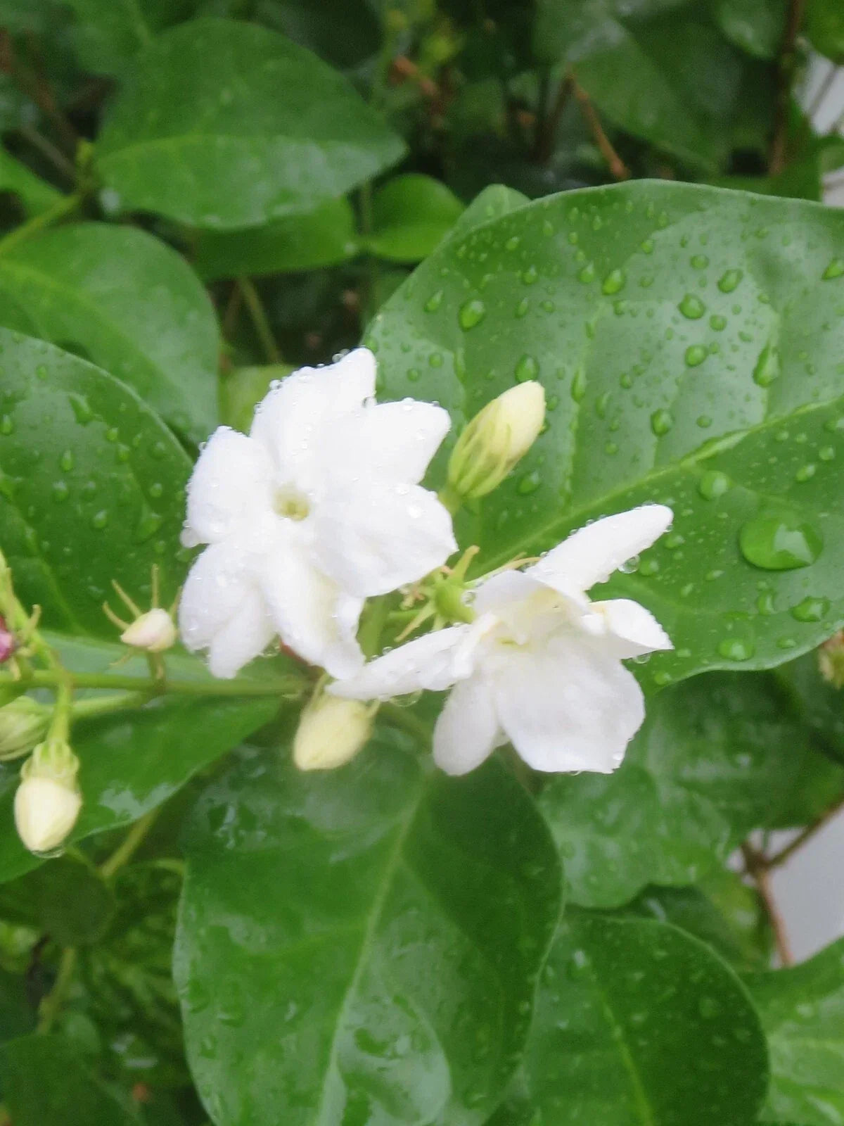 Jasmine Cuttings - 5 Unrooted Cuttings - Jasminum Sambac - Fragrant White Flowers for Propagation and Gardening