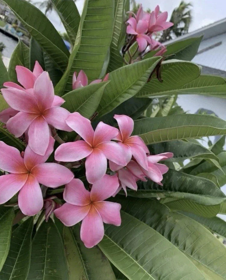 Rooted Pink Hawaiian Plumeria Plant 8-12” - Tropical Frangipani - Plumeria rubra - Florida Grown Flowering Plant