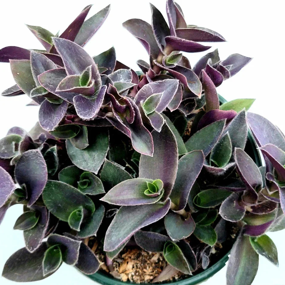 Purple Heart Live Plant - 2 Inch Tradescantia Pallida - Vibrant Purple Foliage - Easy Care Succulent for Indoor/Outdoor Use