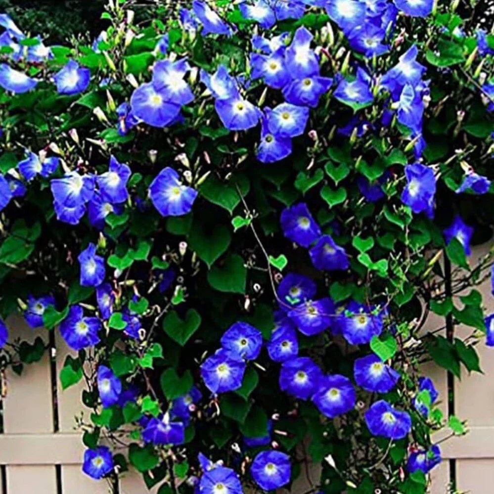 Morning Glory Seeds - 30+ Non-GMO Heirloom Clark's Heavenly Blue - Ipomoea tricolor - Vibrant Blue Flowers for Garden