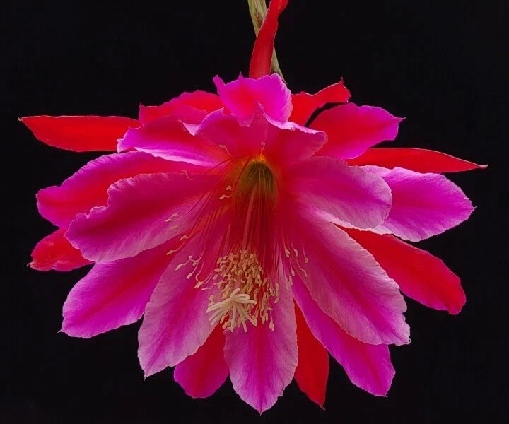 Unrooted Cutting Epiphyllum 'Norwood' Rare Orchid Cactus Exotic Indoor Plant Epiphyllum oxypetalum