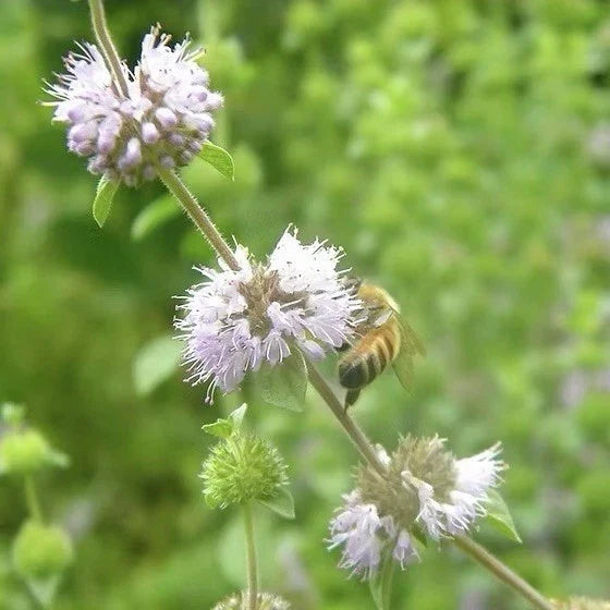 Pennyroyal Mint Seeds - 100 Heirloom Non-GMO Seeds - Aromatic Herbal Plant (Mentha pulegium) for Gardens and Culinary Use