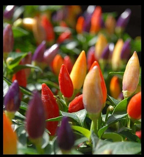 Hot Pepper Seeds - 400 Heirloom Numex Twilight Chili - Capsicum annuum - Ornamental Purple, Yellow, Red Peppers