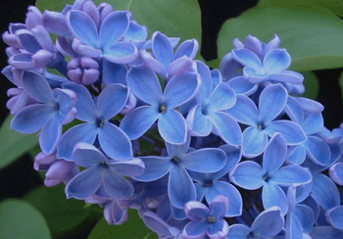 Blue Lilac Seeds - 25 Perennial Flower Seeds - Fragrant Syringa vulgaris - US Seller - Easy to Grow, Attracts Pollinators