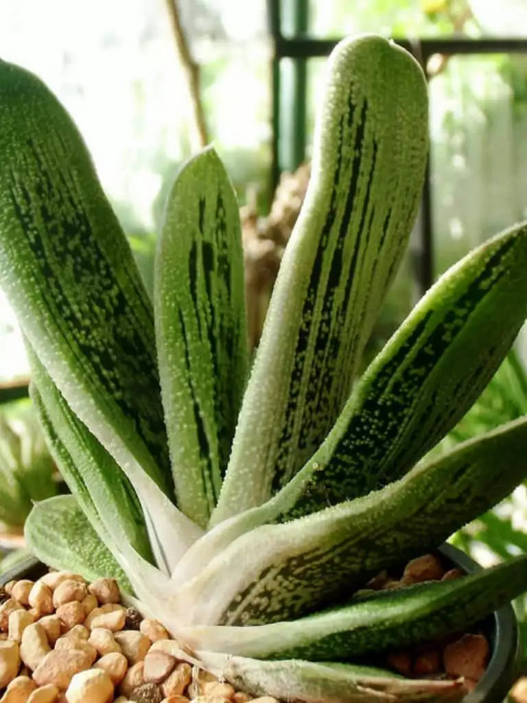 Gasteria 'Little Warty' Succulent Plant - 3" Rooted Indoor Greenery, Unique Warty Texture - Gasteria verrucosa