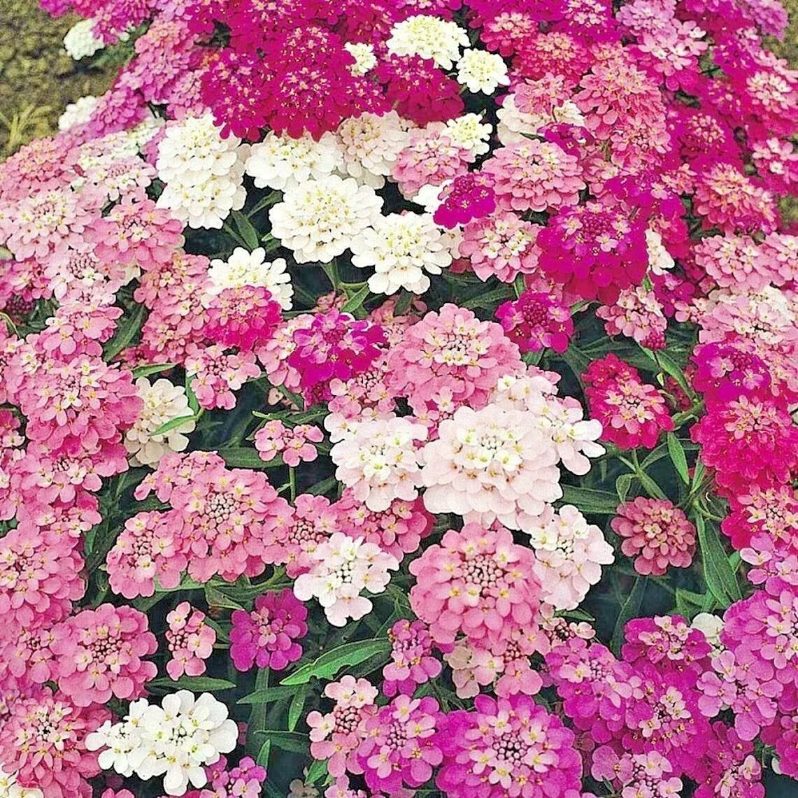 Candy Tuft Seeds Mix - 200+ Annual Iberis, Drought Tolerant Groundcover for Garden & Container - Iberis umbellata
