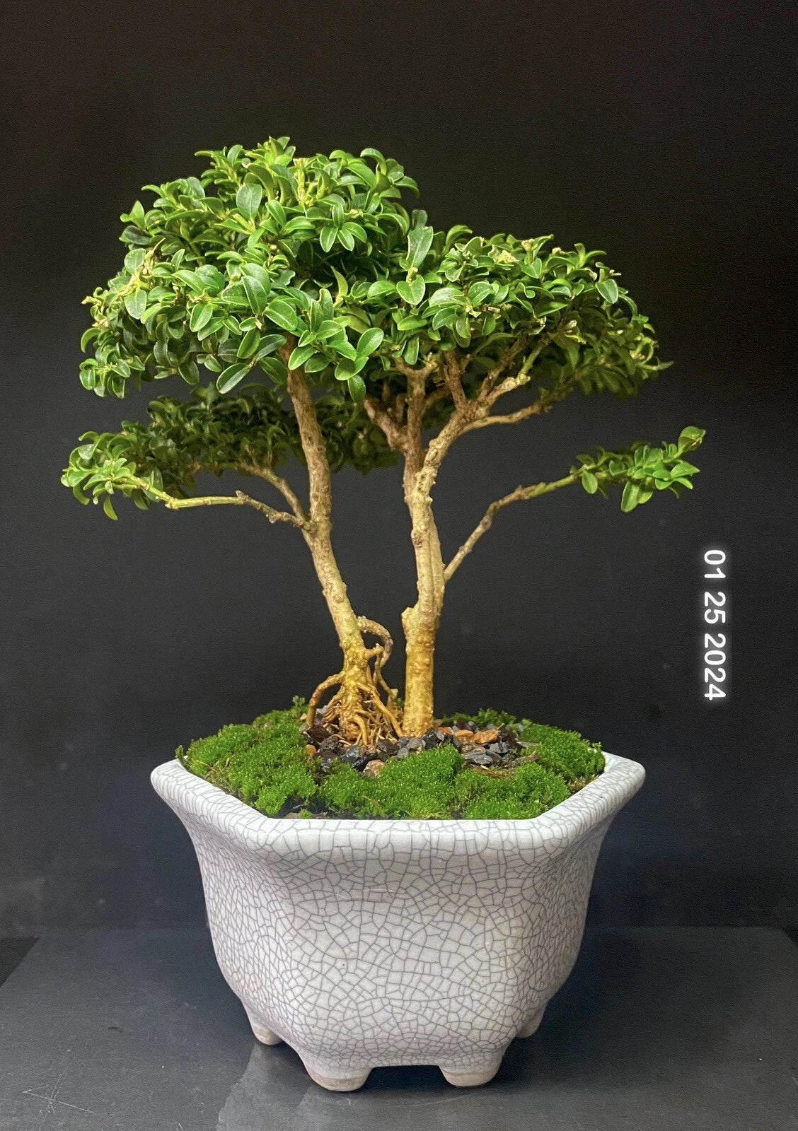 Bonsai Tree 8” Kingsville Boxwood in Crackle Glaze Pot, Buxus microphylla var. japonica, 12 Years Old, Live Plant for Indoor/Outdoor Decor