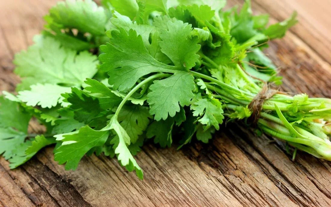 Cilantro Herb Seeds - 10 Fresh Seeds - Coriandrum sativum - Non-GMO Culinary Garden Essential