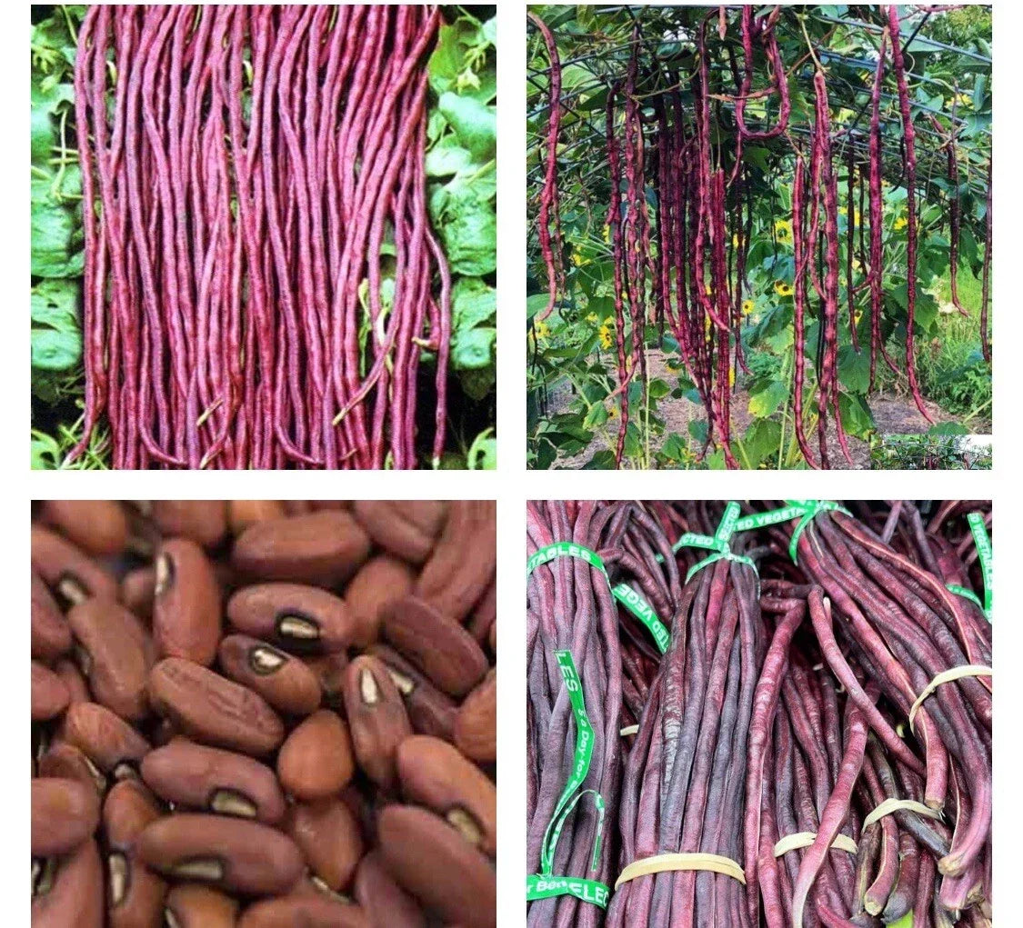 Yard Long Bean Seeds - 15+ Purple-Red Asian Noodle Beans - Vigna unguiculata - Non-GMO String Beans for Garden Culinary Use
