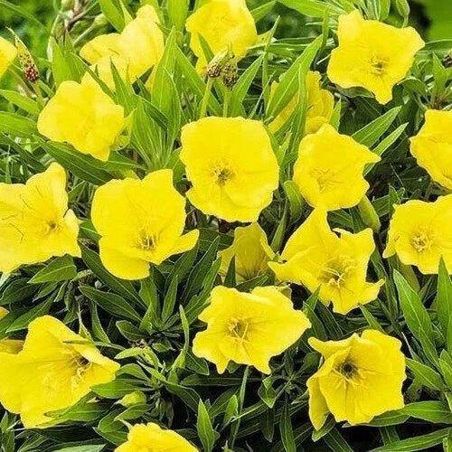 Missouri Yellow Primrose Seeds | 50-1000 Count | Oenothera missouriensis | Flower Seeds for Garden & Landscape