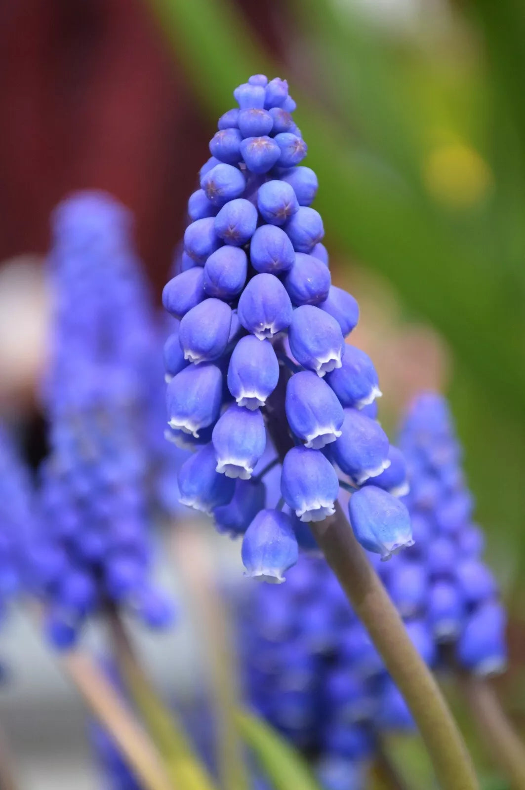 Grape Hyacinth Bulbs 10-Pack Blue Muscari armeniacum Winter Hardy Flower Plant for Garden