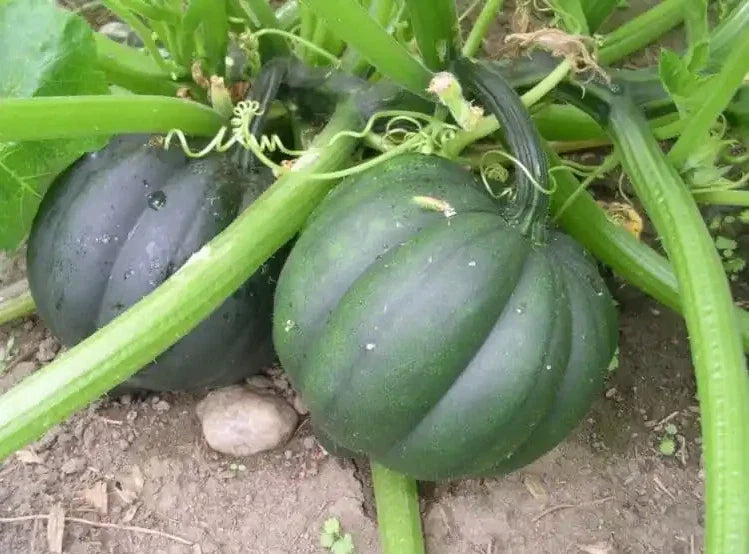 25+ Table Queen Acorn Winter Squash Seeds - Heirloom Organic Non-GMO - Cucurbita pepo - Ideal for Home Gardens