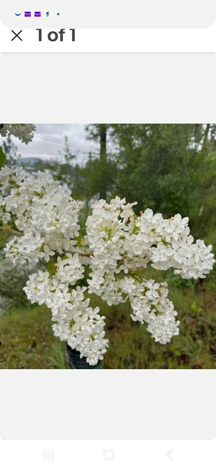 Jumbo Bare Root Lilac Bush - White Variety - Syringa vulgaris - Pack of 5 with Planting Instructions