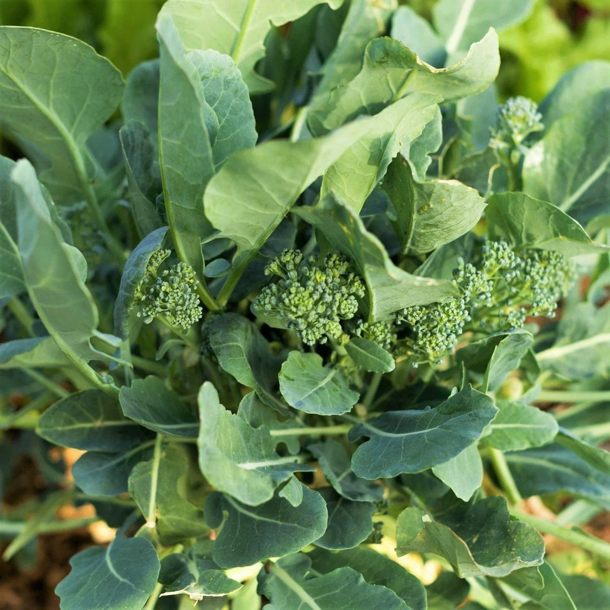 Broccoli Rabe Seeds - 100 Count - Non-GMO Rapini - Brassica rapa var. rapa - Spring Planting for Home Garden