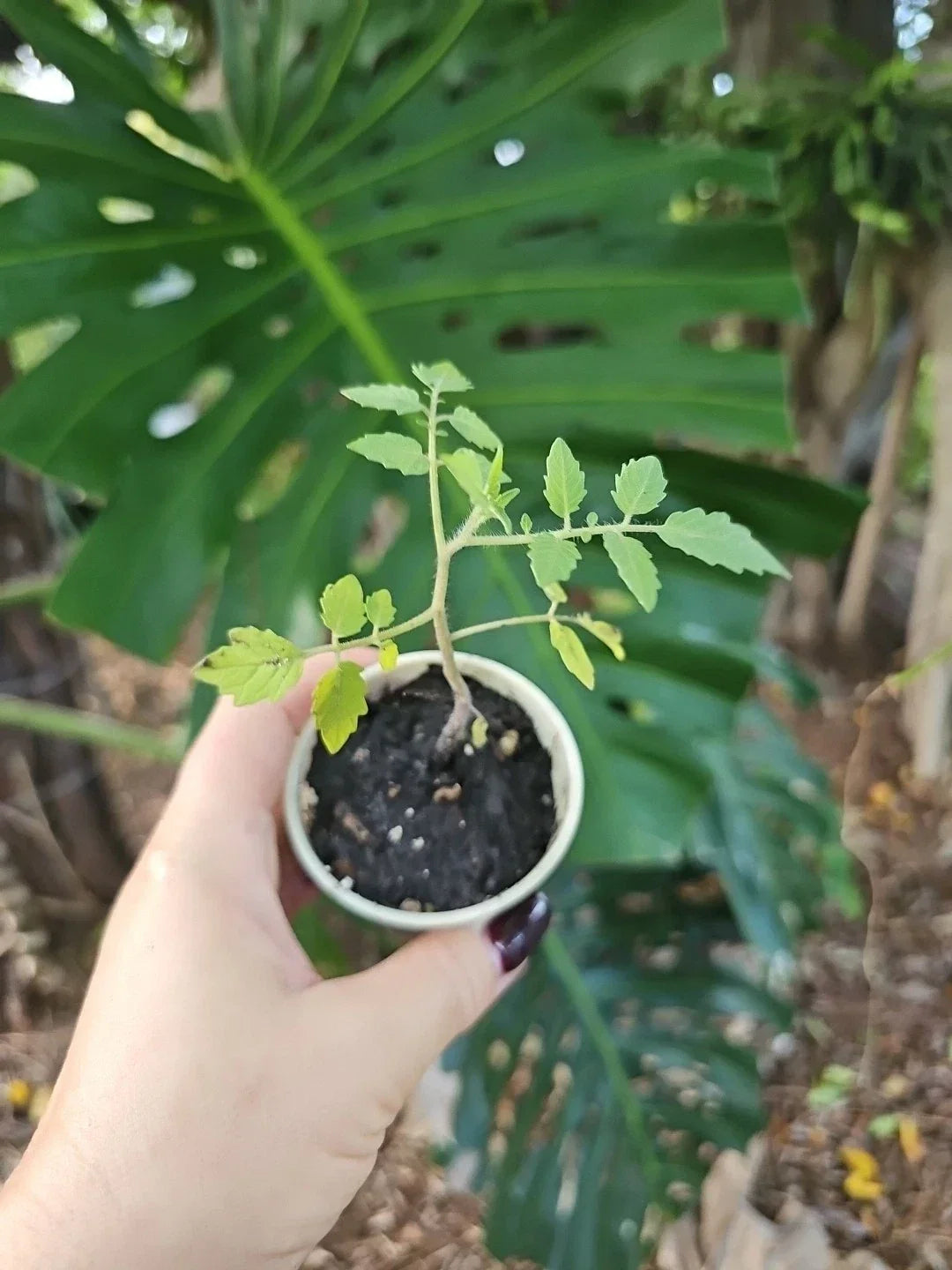 Florida Everglades Cherry Tomato Live Plant, Organic 3" Pot, Solanum lycopersicum - Sweet & Prolific Garden Variety