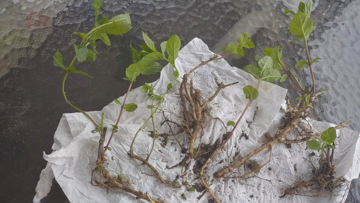 Mojito Mint Plant 6 Roots Organic Mentha Villosa - Easy to Grow Perennial Herb for Garden or Kitchen