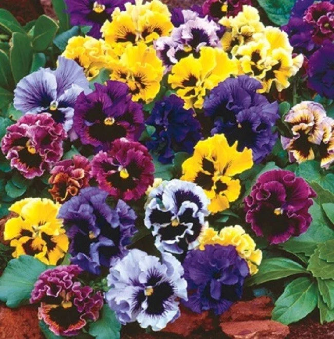 Pansy Seeds Frizzle Sizzle Mix | 50 Colorful Annual Flower Seeds | Viola x wittrockiana | Unique Fringed Petals