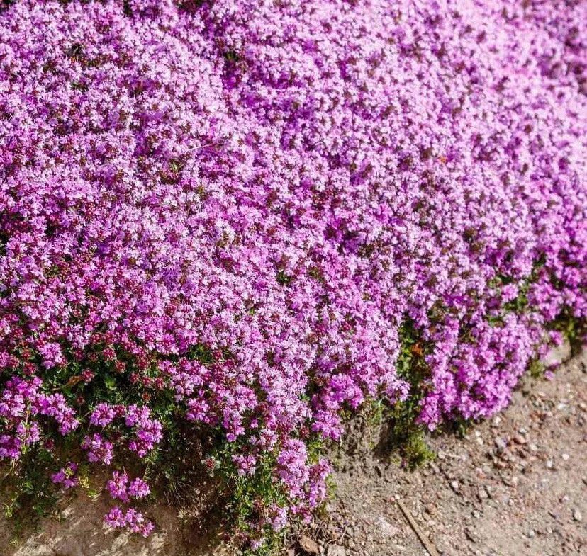 Creeping Thyme Seeds 1000+ Count Purple Groundcover Thymus Serpyllum Drought-Resistant Low-Maintenance Garden Plant