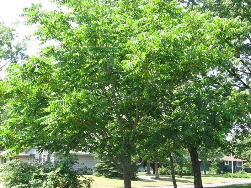 Mixed Hickory Starter Trees Set of 2 Live Plants - Carya spp. - 8-12 Inch - Butternut, Shellbark, Black, Pignut