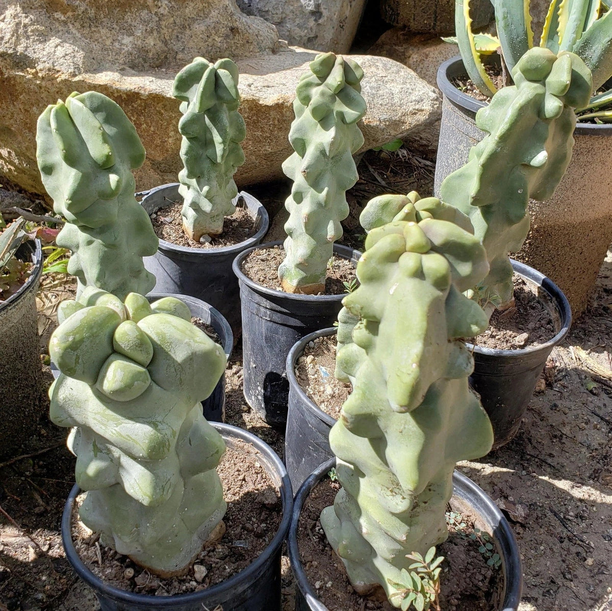 Totem Pole Cactus 6" Live Plant, Pachycereus schottii monstrosus, Unique Columnar Succulent for Indoor & Outdoor Decor