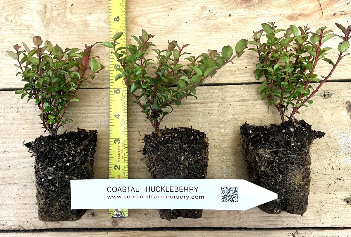 Evergreen Huckleberry Plant - 1-Year-Old - Vaccinium ovatum - Edible Berries & Beautiful Flowers for Gardens