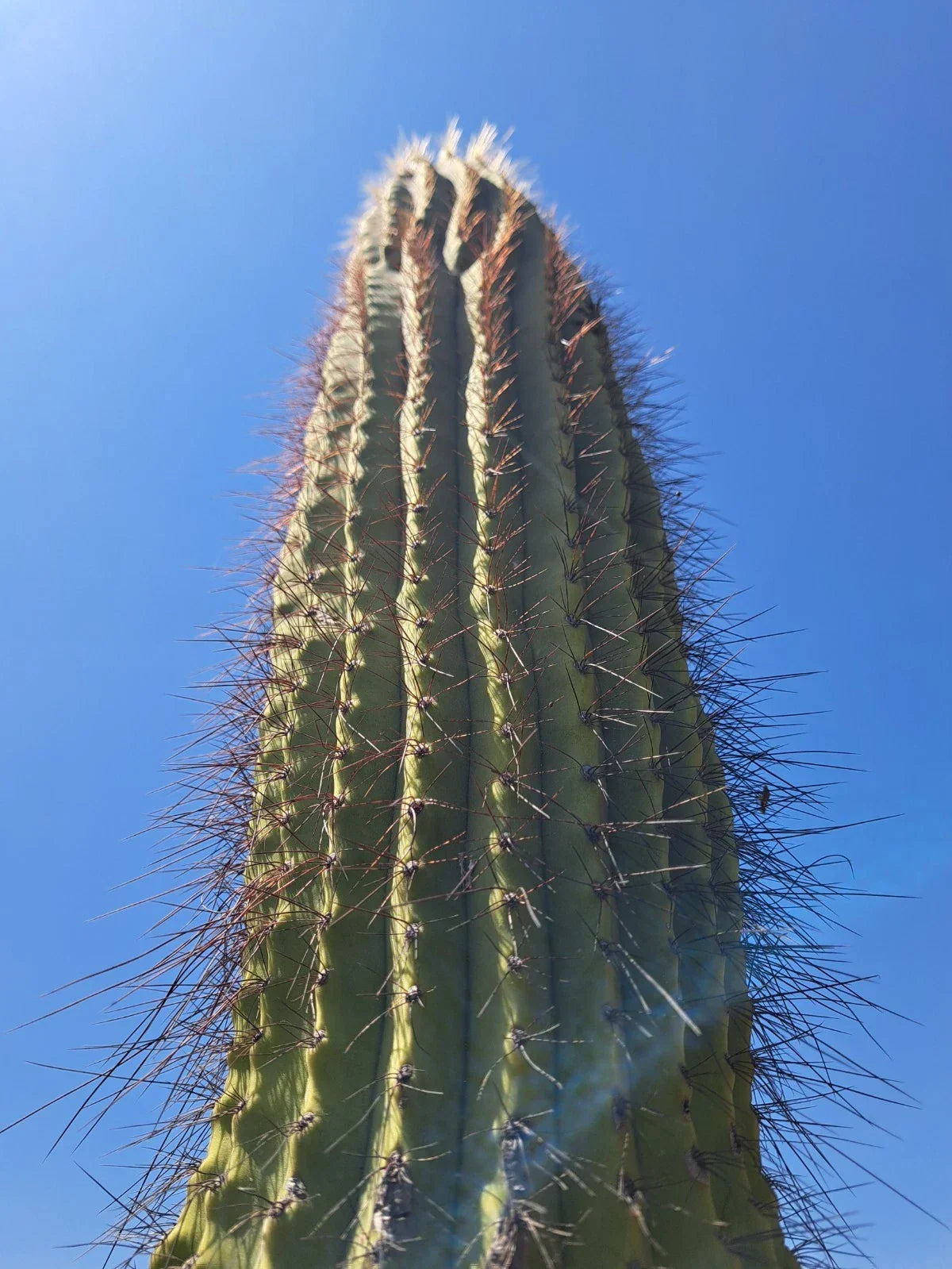 Cereus Leucostele Atacamensis Cactus Cutting 11" - Unique Atacama Cactus for Indoor/Outdoor Collection & Decoration