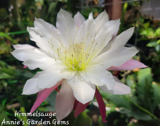 Epiphyllum Himmelsauge Cuttings | Orchid Cactus | 8-10 inches Long | Ideal for Indoor Gardening