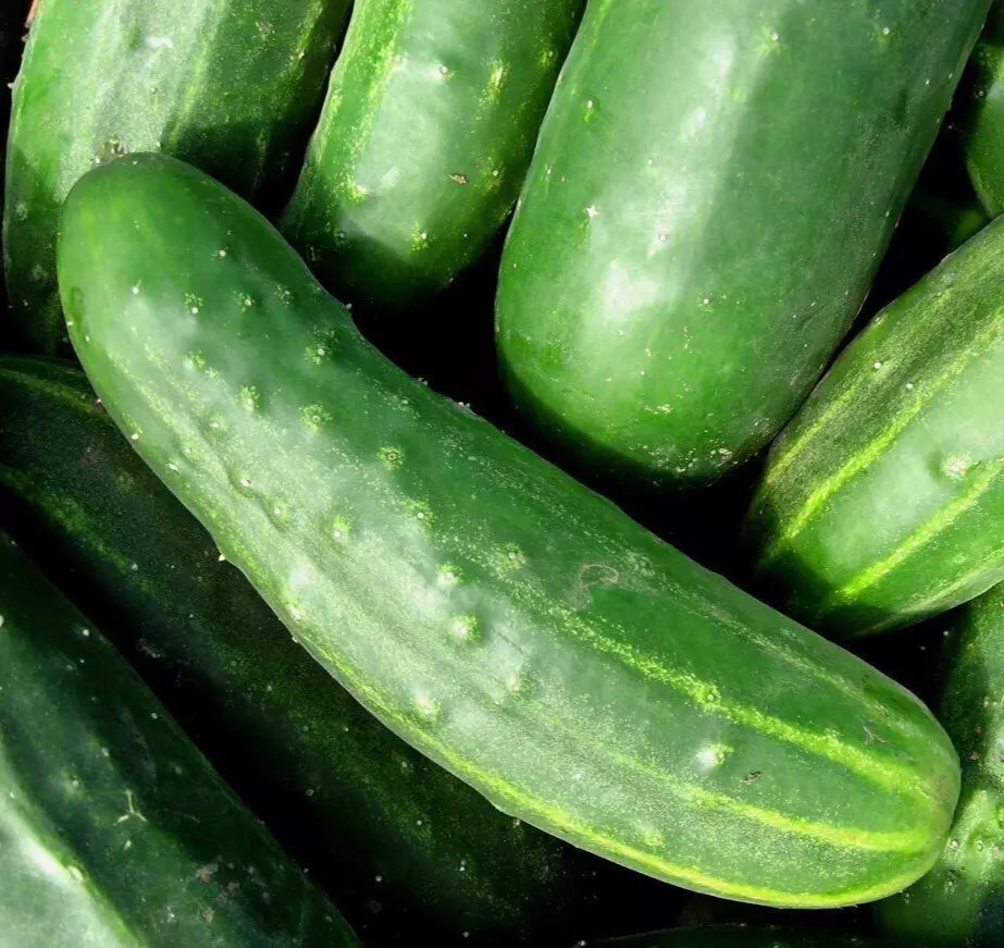 Marketer Cucumber Seeds 50+ Pack Non-GMO Summer Vegetable Cucumis sativus for Home Garden
