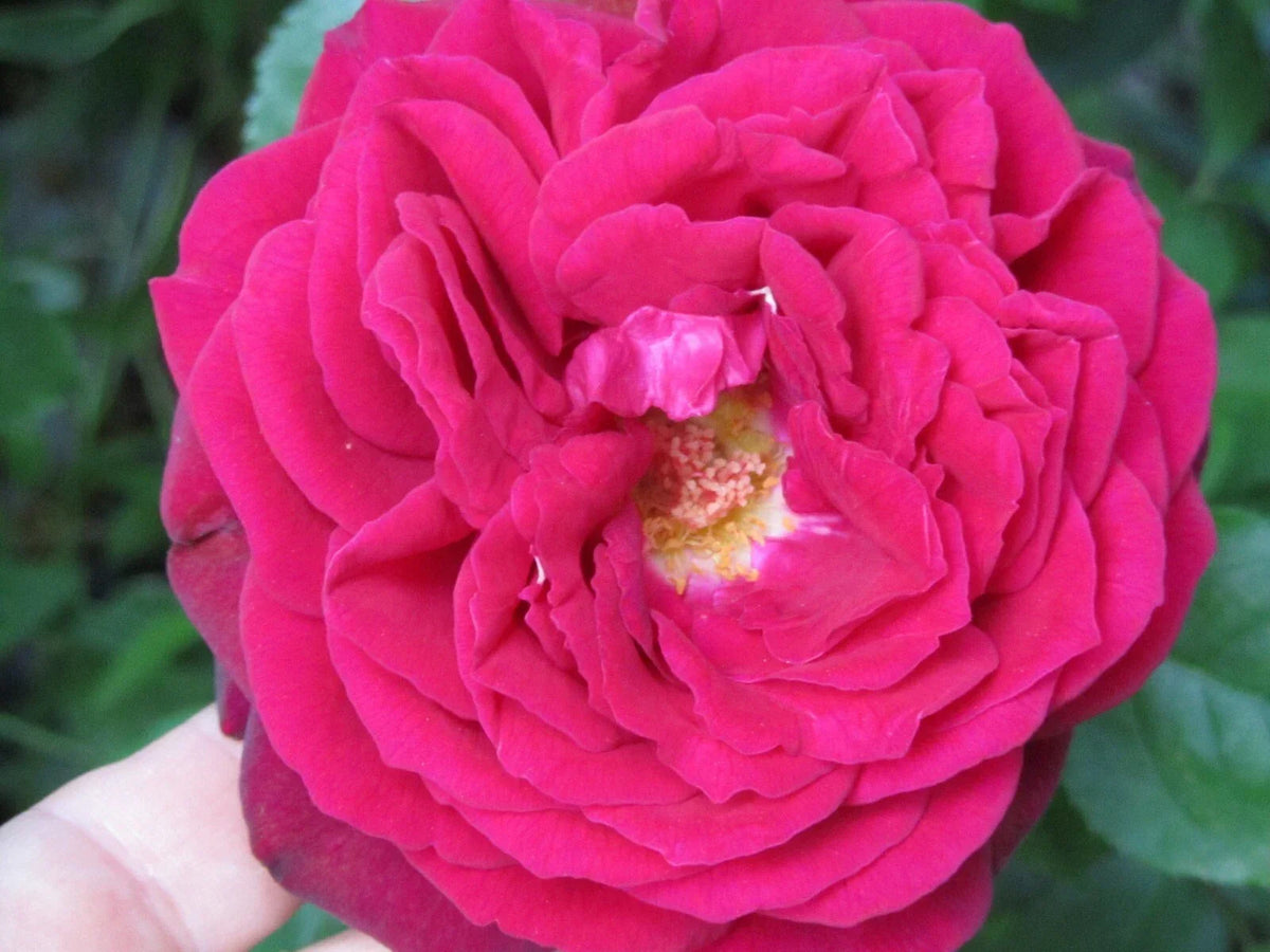 Big Fragrant Garden Red Rose Cuttings - 3 Ready to Plant Cuttings - Rosa spp. - Ideal for Gardens and Patios