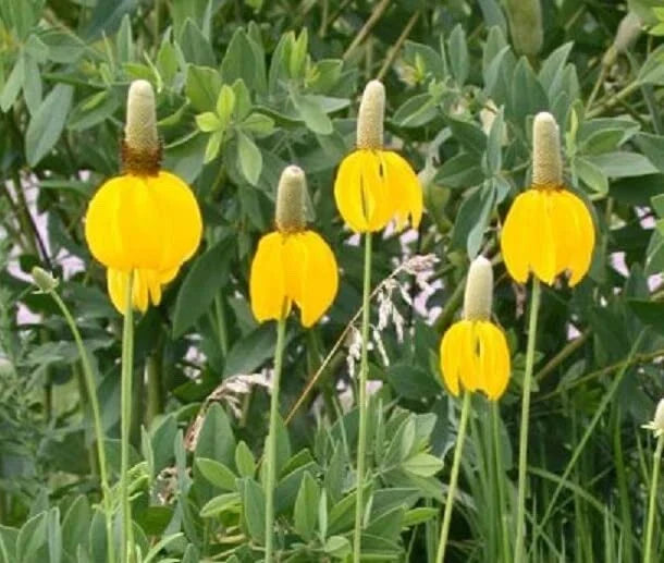 Long Headed Coneflower Seeds (100 Seeds) - Echinacea laevigata, Easy to Grow, Vibrant Yellow and Orange Blooms, Pollinator Friendly