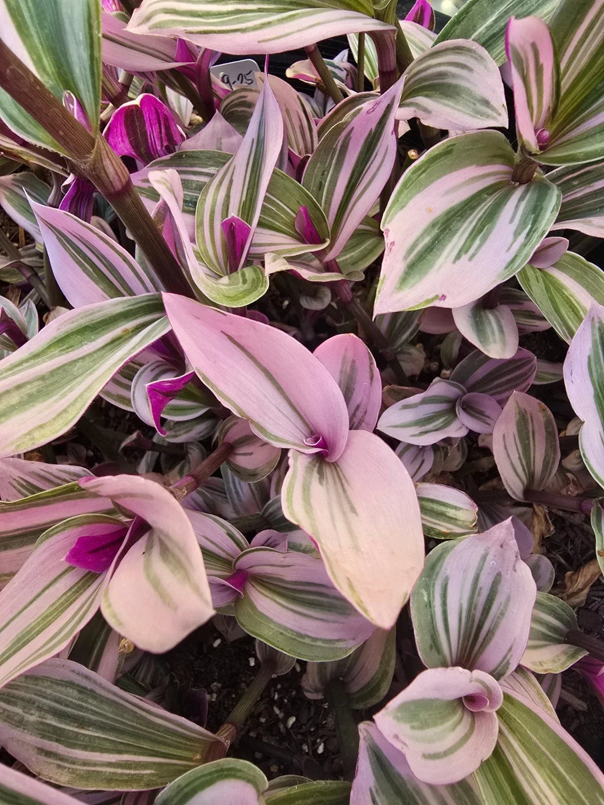 Wandering Jew Plant Cuttings - 5 Premium Tradescantia Nanouk - Vibrant Green & Pink Variegated Leaves - Easy to Propagate