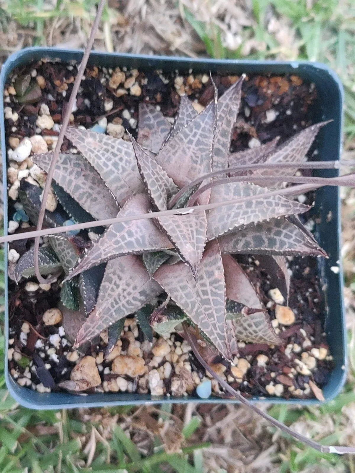 Haworthia Tesselata Potted Plant 3.5" Bronze Color Rare Succulent Indoor Plant Haworthia tesselata