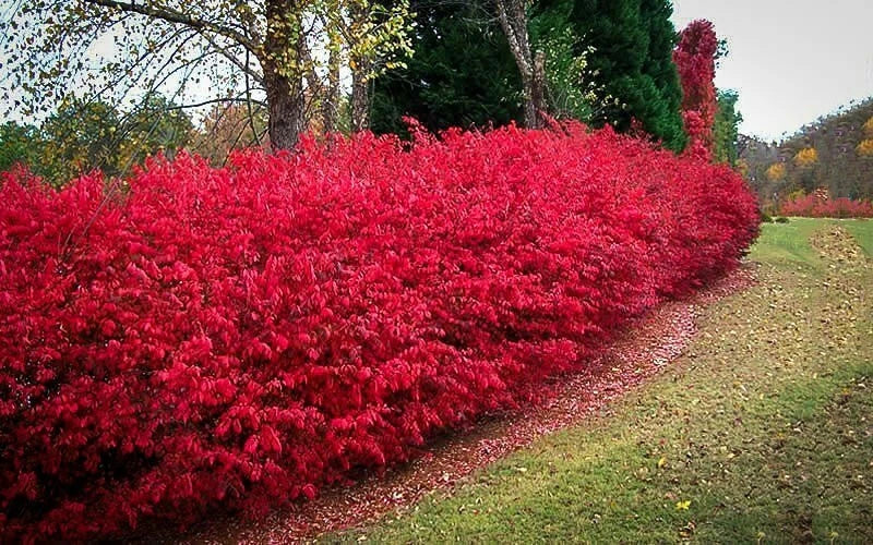 Burning Bush Cuttings Set of 12 Unrooted 6-8 Inches Euonymus alatus for Easy Propagation and Vibrant Fall Foliage