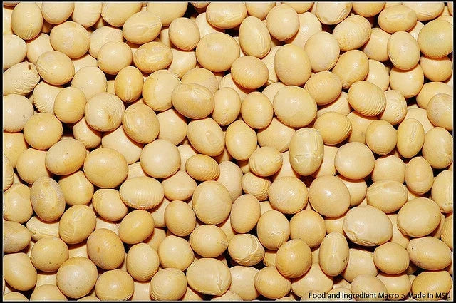 Soybean Seeds 22 Pack White Soybean Glycine max Non-GMO GroCo USA