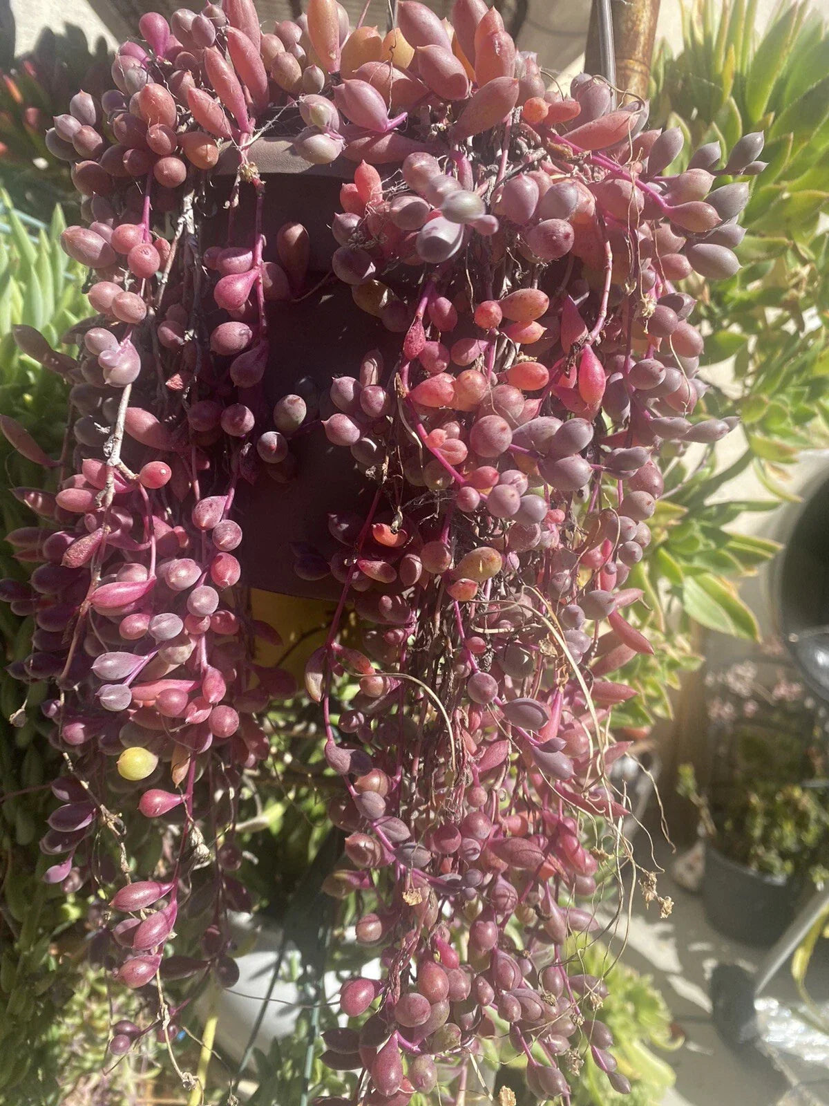 Healthy Cuttings - 10 Othonna Capensis "Ruby Necklace" Organic Succulent Cuttings for Home Decor and Propagation