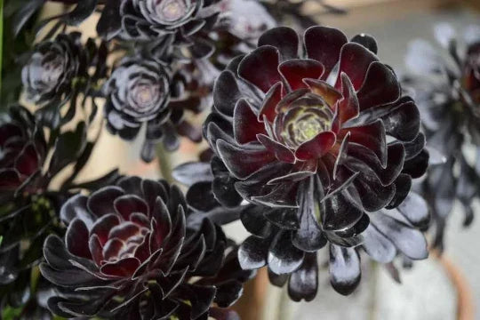 Black Rose Aeonium Cuttings - Zwartkop Succulent with Stem - Aeonium arboreum 'Zwartkop' - Ideal for Propagation and Gardening